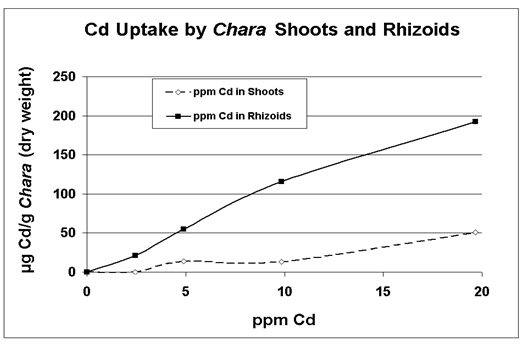 Cd uptake by Chara Shoots and Rhizoids